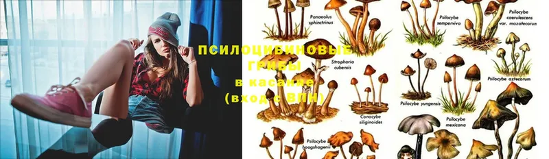 Псилоцибиновые грибы Psilocybine cubensis Байкальск